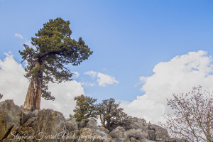 high-sierra-mountain-carson-pass-stephaniefarrell2015-california-nature-photographer