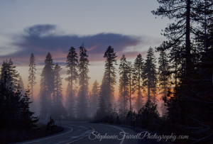 sunset-highway-88-amador-county-high-sierra-mountain-pine-stephaniefarrell2015-california-nature-photographer