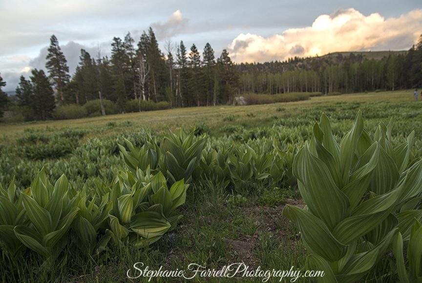 meadow-hope-valley-sorensens-carson--stephanie-farrell-photography-2015