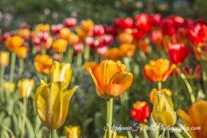 IMG_0623-b-crystal-hermitage-garden-anonda-nevada-city-2016-tulip
